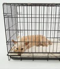 Now there is a very crucial point in crate training, especially in the first few nights. Should A Puppy Sleep In A Crate The First Night Tips From A Dog Trainer
