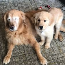 Hyatts' goldens is a golden retreiver breeder in north carolina. Blind Golden Retriever Gets Seeing Eye Dog Popsugar Family