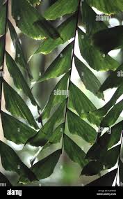 Image result for Caryota urens