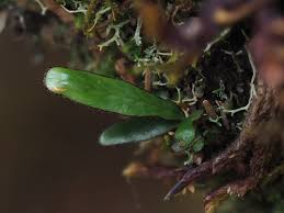 Image result for Grammitis cryptophlebia