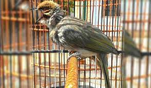 Harga Burung Cucak Rowo Papua In 2021 Burung Pengicau Burung Jenis