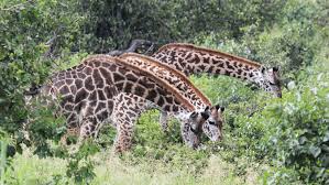 The back legs look shorter than the front legs, but they are about the same length. Having More Friends May Help Female Giraffes Live Longer Science News