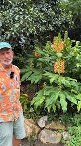 Image result for Crinum aurantiacum