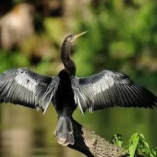 Image result for Websteria confervoides