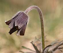 Vereinslogo erstellen clublogo entwerfen verein logo emblem gestaltung club logos finden wappen archiv gestalten vorlagen agentur designer anbieter kosten signet datenbank symbol angebot. Dewiki Botanischer Verein Von Berlin Und Brandenburg