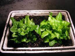 This the easiest way for growing lettuce indoors. Indoor Lettuce Plants How To Grow Lettuce In The Home