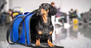 The best locally owned pet stores. Pet Adoption Surge Creates Demand For Puppy Nannies Cbs News