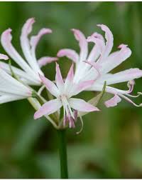 Image result for Nerine gaberonensis
