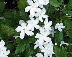 Image result for Tabernaemontana eglandulosa