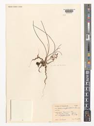 Image result for Ypsilopus erectus