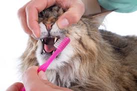 Normalerweise verläuft dieser problemlos und sie bekommen kaum etwas davon mit. Der Katze Die Zahne Putzen Zahngesundheit Santevet