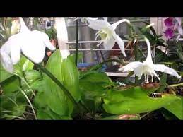 Amazon lily is often overlooked as a house plant. How To Grow Amazon Lilies Youtube