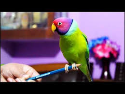 Masum Parrot By Plum Headed Parakeet Php Youtube In 2020 Parakeet Parrot Plum