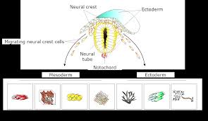 Attack termite inc 1502 w industrial park st covina ca. Https Kups Ub Uni Koeln De 10461 1 Dissertation 20michaela 20bartusel Pdf