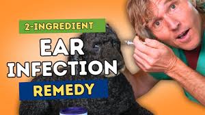How to Treat Dog Ear Infections at Home: A Simple Kitchen Recipe