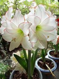 Beauty Of My Amaryllis Amaryllis Hippeastrum Forum Gardenweb Beautiful Flowers Flower Garden Plants