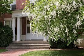 Find out which are the our favorite flowers for helping our pollinator friends on gardener's path now. 19 Types Of Flowering Trees To Embellish Your Beautiful Garden Gardenerdy