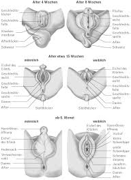 Große schamlippen und perineum sind von einer haut bedeckt, die der normalen körperhaut sehr ähnlich ist. Geschlechtsorgane Kompaktlexikon Der Biologie