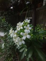 Image result for Murraya paniculata