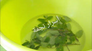 عشبة مريوت المعجزة والمجربة التي تمتص جميع السموم من القدمين وتقضي على plants