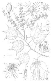 Image result for Triumfetta angolensis