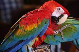 Check spelling or type a new query. Wah 5 Burung Ini Dinobatkan Sebagai Burung Tercantik Di Dunia Semua Halaman Bobo