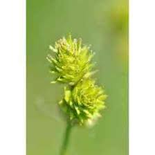Image result for Carex brassii