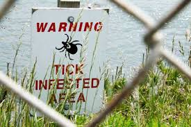 Ticks are scary, we get it. Six Tips You Need To Know To Deal With Ticks In Your Own Backyard Nj Family