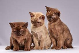 10 Kitten Dream Interpretation Dreamchrist Dream Meaning