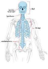Axial Skeleton Wikipedia The Free Encyclopedia Axial Skeleton Skeleton Anatomy Skeletal System