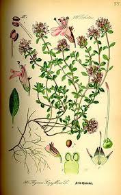 Maybe you would like to learn more about one of these? Herbarium Fur Kreublutengewachse Lippenblutengewachse Und Schmetterlingsblutengewachse Schule Biologie Pflanzen