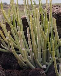Image result for Ceropegia nutans