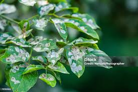 Image result for Cineraria pinnata