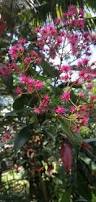 Image result for Syzygium owariense