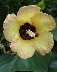 Image result for Hibiscus tiliaceus