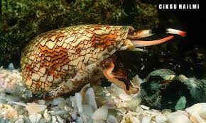 Iluminasi.com kongsikan 6 monyet paling pelik di dunia. 10 Haiwan Cantik Paling Berbahaya Dalam Dunia