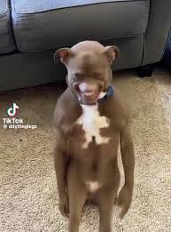 Nishiyama daddy daddyyyyyy #dog #nishiyamadaddydaddy #viggleai | TikTok