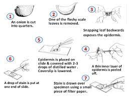 Maybe you would like to learn more about one of these? Microscope