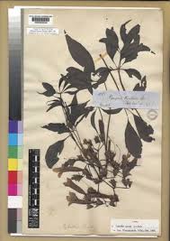 Image result for Centemopsis filiformis