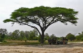 Image result for Acacia sieberiana