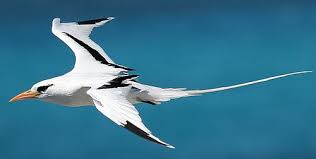 Black Bird With White Wing Tips And Tail White Tailed Tropicbird Phaethon Lepturus Adults Have Black At Tips And Bases Of The Wing Two Slender White Tail Feathers Birds Pet Birds Beautiful Birds