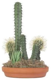 If you already have cacti in your garden and want to start additional plants, you can harvest. How To Clone A Cactus Hunker Christmas Cactus Propagation Christmas Cactus Cactus Plants