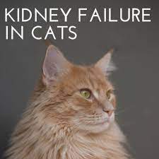 Taking Care Of A Cat With Kidney Failure Cats Cat Kidney Cat Renal Failure