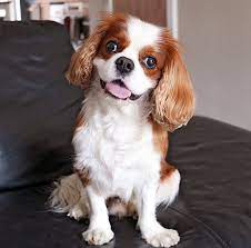 Cavalier King Charles Spaniel Dog Breed Information & Characteristics |  Daily Paws