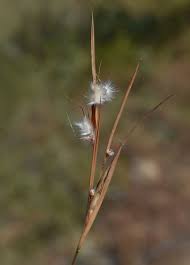 Image result for Schizachyrium brevifolium