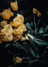 Your flowers stock images are ready. 500 Flower Images Hq Download Free Flower Pictures On Unsplash