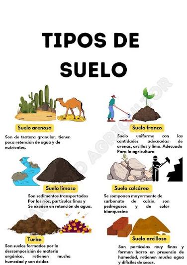 Los diferentes tipos de suelo afectan el crecimiento y desarrollo de los cultivos de diversas maneras. Aquí te describo los principales tipos de suelo y su influencia en la agricultura: 1. Suelo