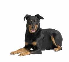 Search through thousands of dogs for sale and puppies for sale adverts near me in the usa and europe at animalssale.com. Beauceron Temperament What You Should Know Before You Commit