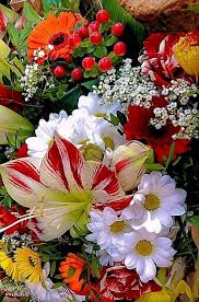 Sign In Beautiful Flowers Amazing Flowers Beautiful Rose Flowers