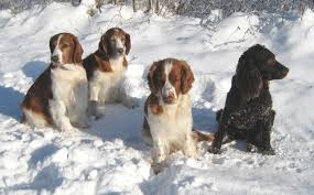 Image result for velššpringršpaněl